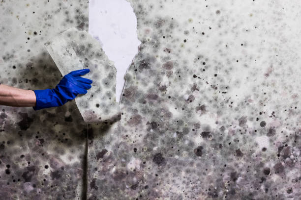 Best Attic Mold Removal  in Flora, IL